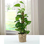 Jute Wrapped Epipremnum Aureum Plant