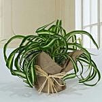 Jute Wrapped Green Wonder