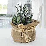 Jute Wrapped Howarthia Plant