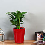 Peace Lily in Red Plastic Pot