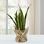 Sanseveria Plant with Jute Wrapping Pot