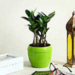 Zamia Plant in Green Plastic Pot