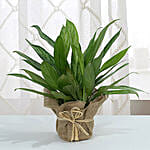 Aglaonema Jute Wrapping Pot