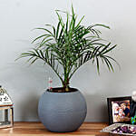 Areca Plam Plant in Blue Plastic Pot