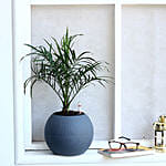 Areca Plam Plant in Plastic Pot