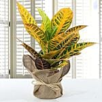 Codiaeum Petra Plant with Jute Wrapped Pot