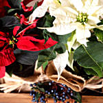 Red And White Poinsettia Plant