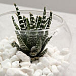 Haworthia in Fish Bowl