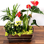 Set Of Exotic Plants In Wooden Base