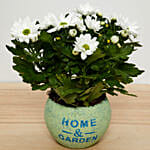 White Chrysanthemum Plant