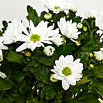 White Chrysanthemum Plant