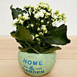 White Kalanchoe Plant In Beautiful Pot