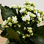 White Kalanchoe Plant In Beautiful Pot