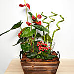 Anthurium & Red Kalanchoe Plant