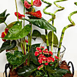 Anthurium & Red Kalanchoe Plant