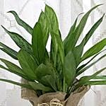 Aglaonema Jute Wrapping Pot