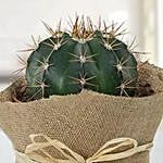 Amazing Cactus with Jute Wrapped Pot
