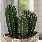 Cactus Jute Wrapped Potted Plant