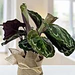 Calathea Plant with Jute Wrapping Pot