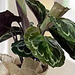 Calathea Plant with Jute Wrapping Pot