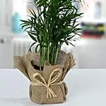 Chamaedorea In Jute Wrapped Plant