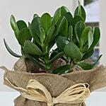 Classic Crassula in Jute Wrapping Pot