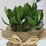 Classic Crassula in Jute Wrapping Pot