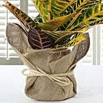 Codiaeum Petra Plant with Jute Wrapped Pot