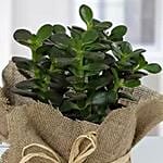 Crassula Minor with Jute Wrapped Pot