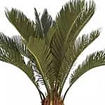 Cycas Plant