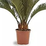 Cycas Plant