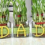 DAD Lucky Bamboo Plants