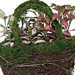 Designer Hand Basket Fittonia Plant