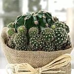 Elegant Cactus with Jute Wrapped Pot
