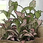Fittonia Plant with Jute Wrapped Pot