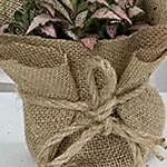 Fittonia Plant with Jute Wrapped Pot