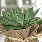 Green Echeveria Jute Wrapped Plant