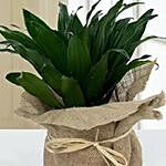 Green Elegance in Jute Wrapping Pot