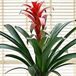 Guzmania Ecstasy