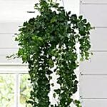 Hanging Hedera Hel Plant