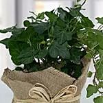 Hedera Plant with Jute Wrapping Pot