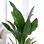 Jute Wrapped Aglaonema Plant