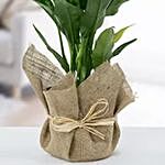 Jute Wrapped Aglaonema Plant
