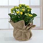 Jute Wrapped Dual Potted Plants