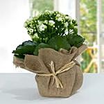 Jute Wrapped Dual Potted Plants