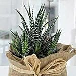 Jute Wrapped Howarthia Plant