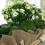 Jute Wrapped White Kalanchoe Plant