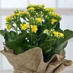 Jute Wrapped Yellow Kalanchoe Plant