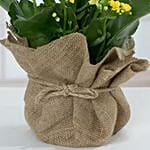 Jute Wrapped Yellow Kalanchoe Plant