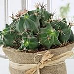 Lovely Cactus in Jute Wrapped Pot